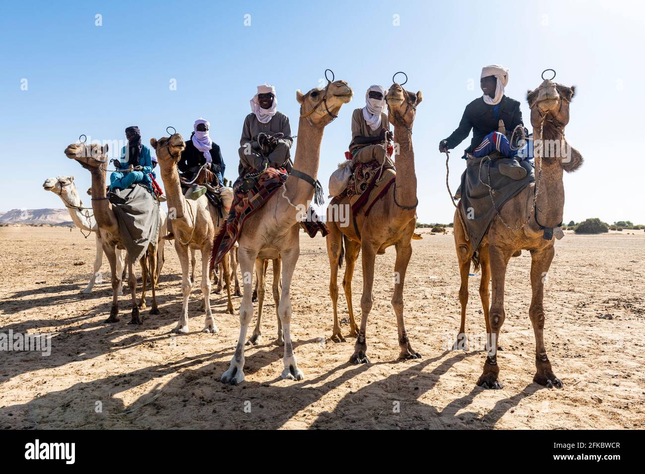 Tuaregs auf ihren Kamelen, Bilma, Tenere Wüste, Niger, Westafrika, Afrika Stockfoto