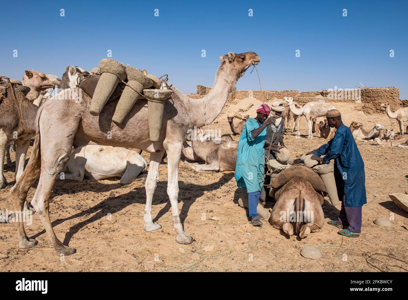 Kamele, die mit Salzflaschen beladen werden, Bilma, Tenere-Wüste, Niger, Westafrika, Afrika Stockfoto