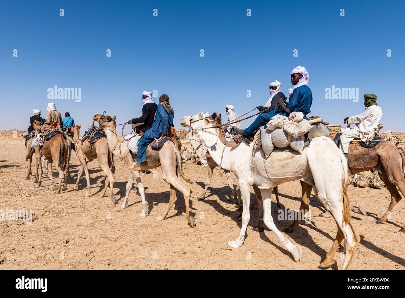 Tuaregs auf ihren Kamelen, Bilma, Tenere Wüste, Niger, Westafrika, Afrika Stockfoto