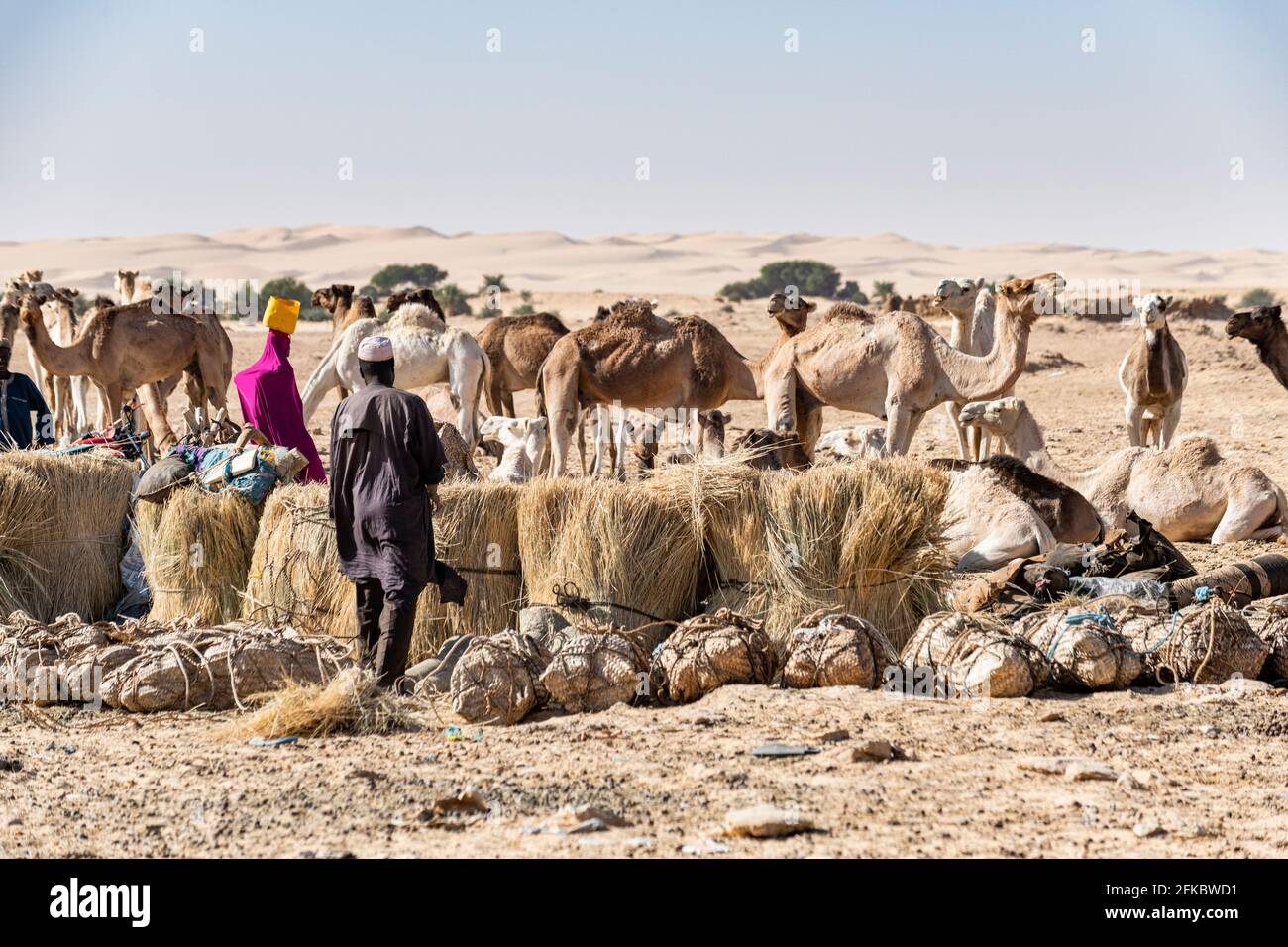Tuaregs bereiten ihre Kamele vor, um Salz aus Bilma, der Tenere-Wüste, Niger, Westafrika und Afrika durch die Wüste zu transportieren Stockfoto