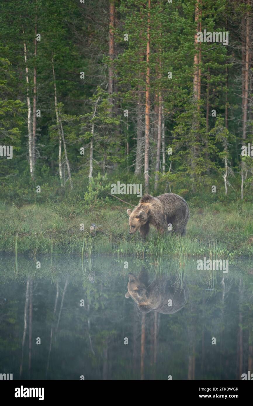 Eurasischer Braunbär (Ursus arctos arctos) im Morgennebel, reflektiert in See, Kuhmo, Finnland, Europa Stockfoto