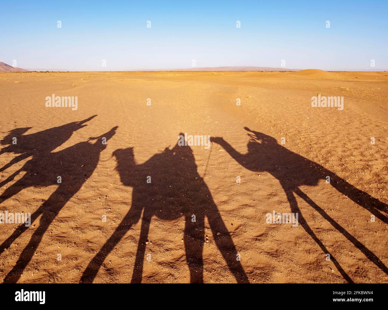 Schatten von Menschen auf Kamelen in einer Karawane in der Zagora-Wüste, Region Draa-Tafilalet, Marokko, Nordafrika, Afrika Stockfoto