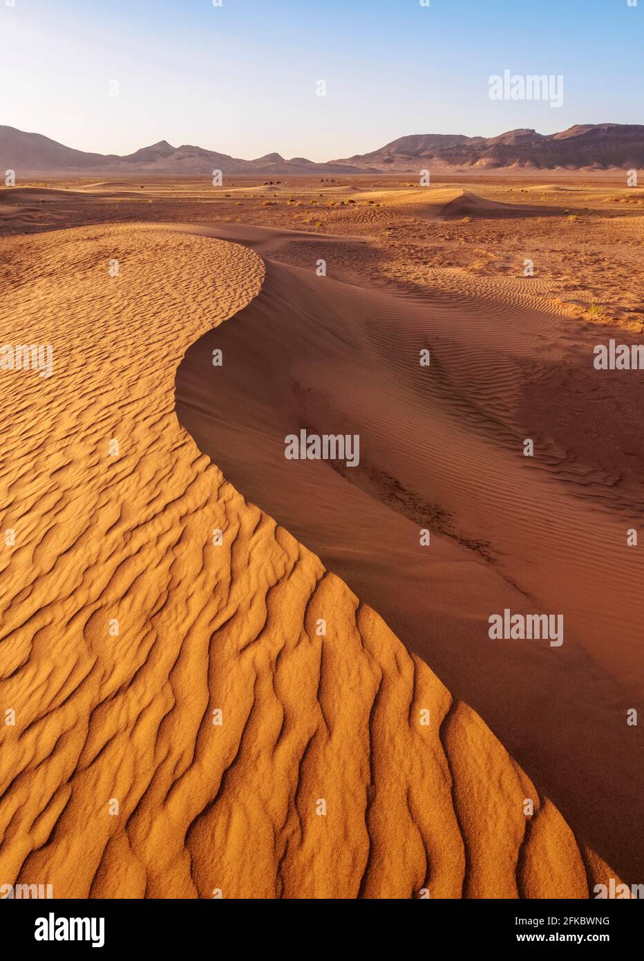 Zagora-Wüste bei Sonnenaufgang, Region Draa-Tafilalet, Marokko, Nordafrika, Afrika Stockfoto