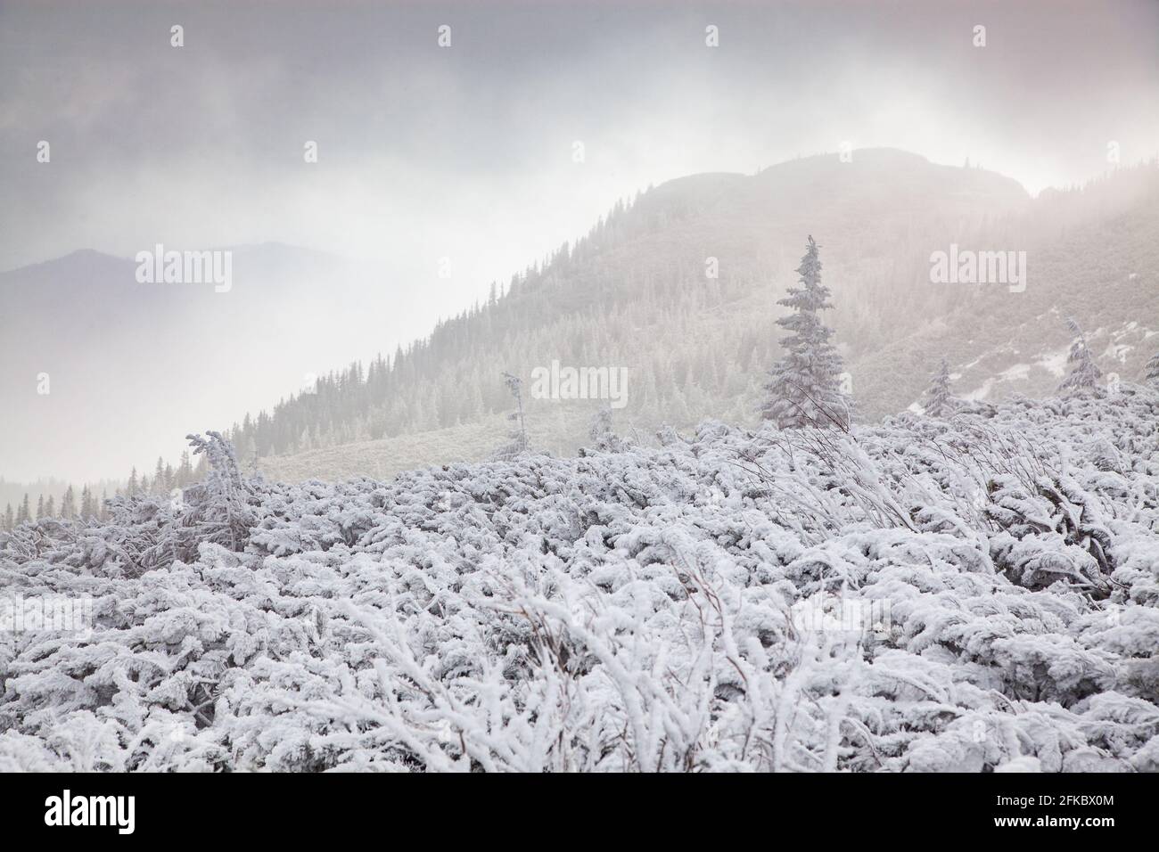 Ceahlau Massiv im Winter, Ostkarpaten, Neamt County, Moldawien, Rumänien, Europa Stockfoto