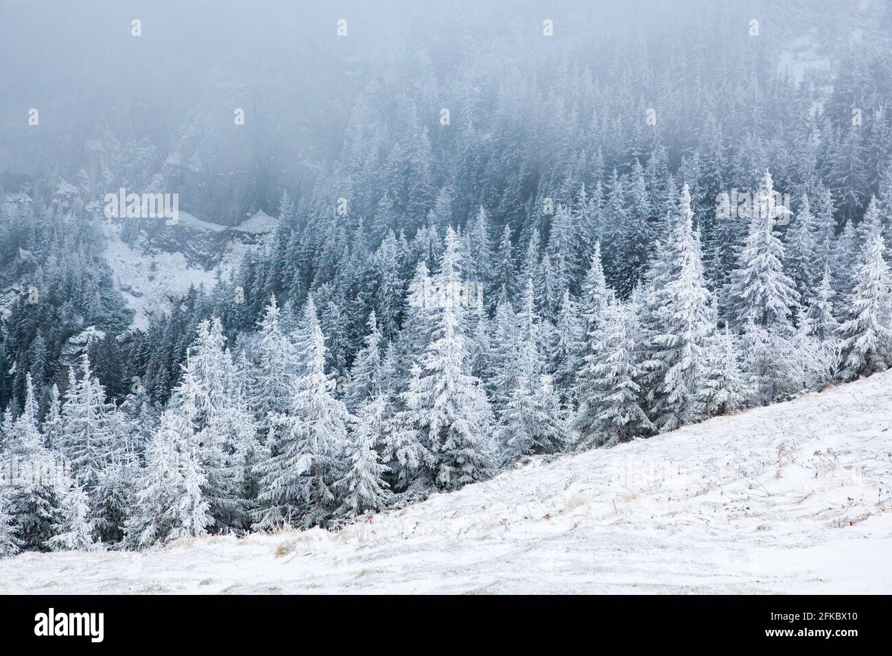 Ceahlau Massiv im Winter, Ostkarpaten, Neamt County, Moldawien, Rumänien, Europa Stockfoto