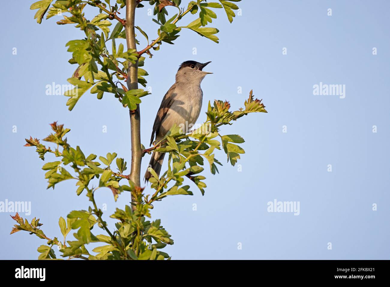 Männliche Blackcap singt bei Ham Wall Somerset UK Stockfoto