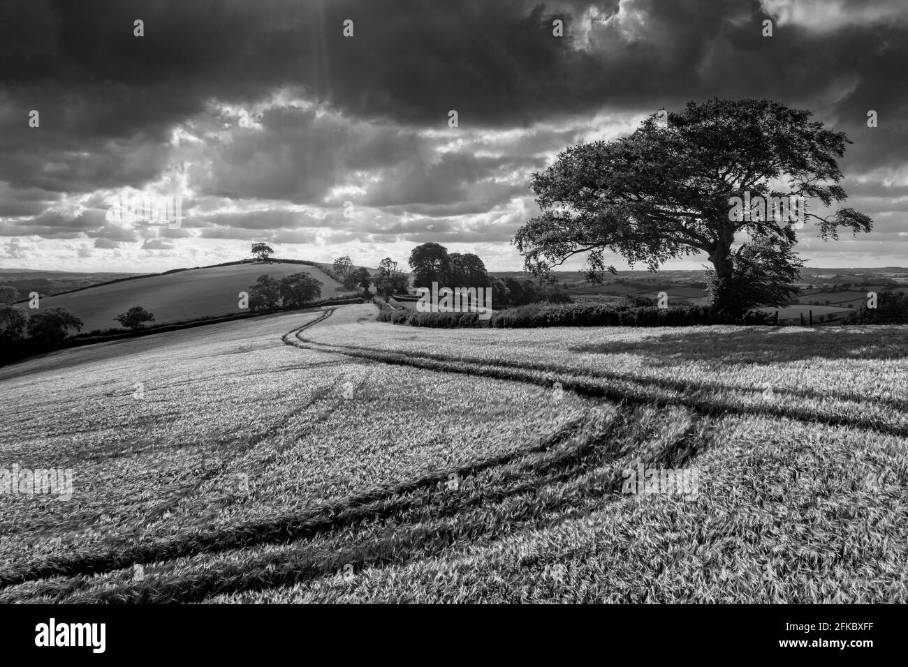 Sommerpflanzenfeld in hügeligen Landschaften, Crediton, Devon, England, Vereinigtes Königreich, Europa Stockfoto