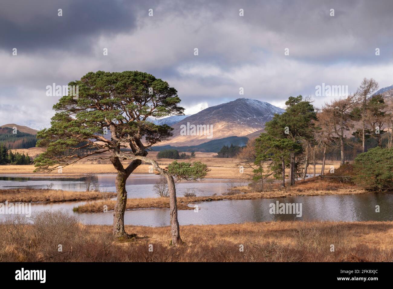 Schottische Pinien am Ufer des Loch Tulla im Winter in den schottischen Highlands, Schottland, Großbritannien, Europa Stockfoto