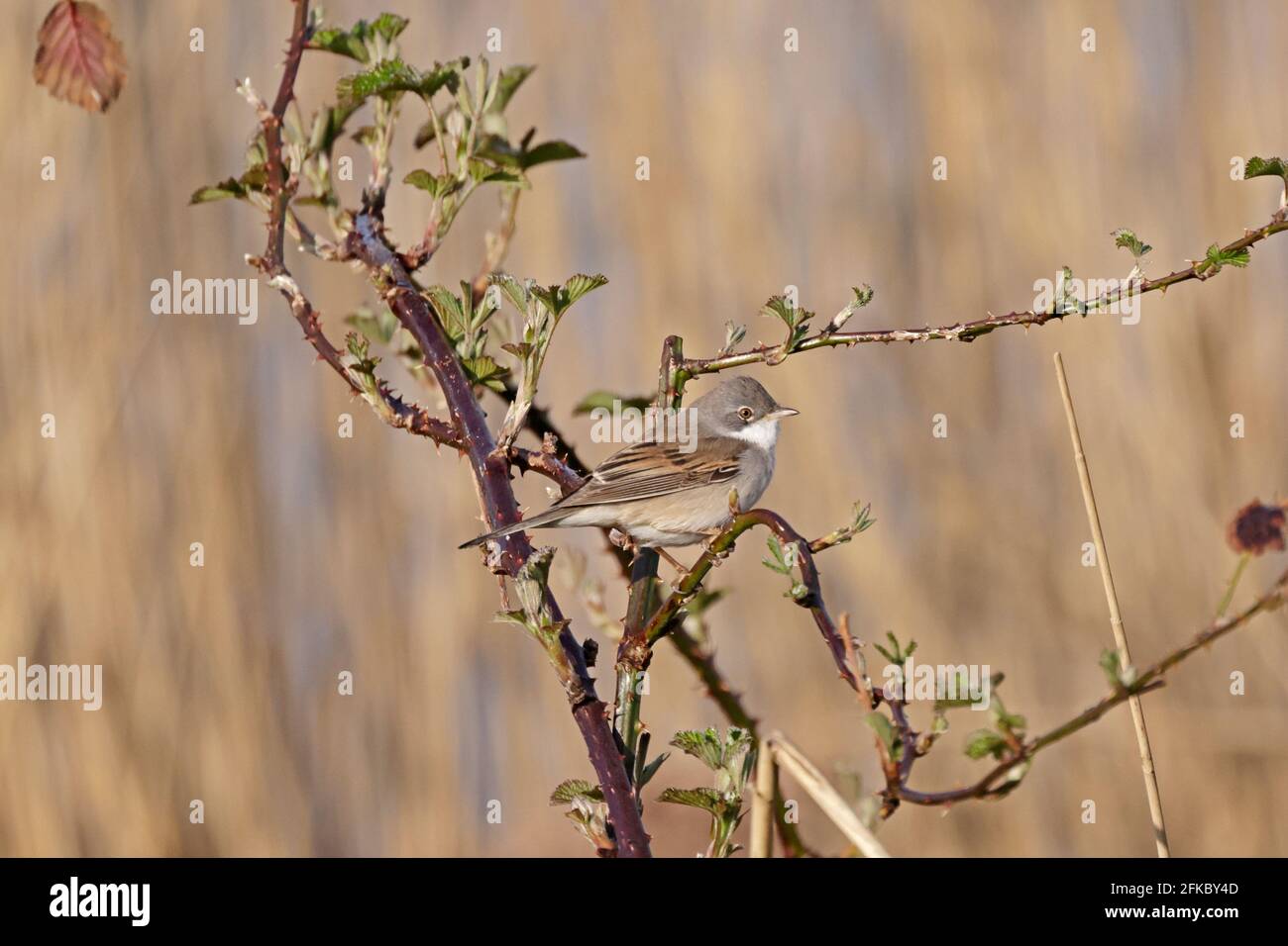 Gewöhnlicher Whitethroat in Brambles bei Shapwick Heath Somerset UK Stockfoto