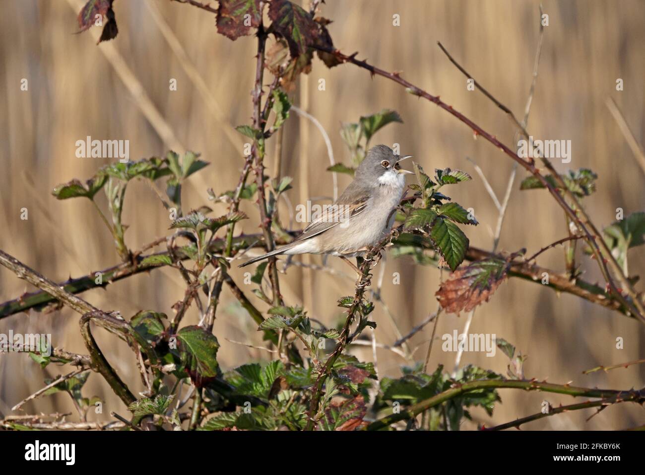Gewöhnlicher Whitethroat in Brambles bei Shapwick Heath Somerset UK Stockfoto