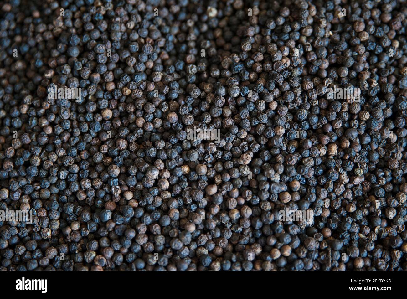 Trockener Pfeffermais, der von Piper nigrum oder einer schwarzen Pfefferpflanze hergestellt wird, ein beliebtes Gewürz, das seit der Antike als Aroma oder Gewürz in vielen Gerichten verwendet wird Stockfoto