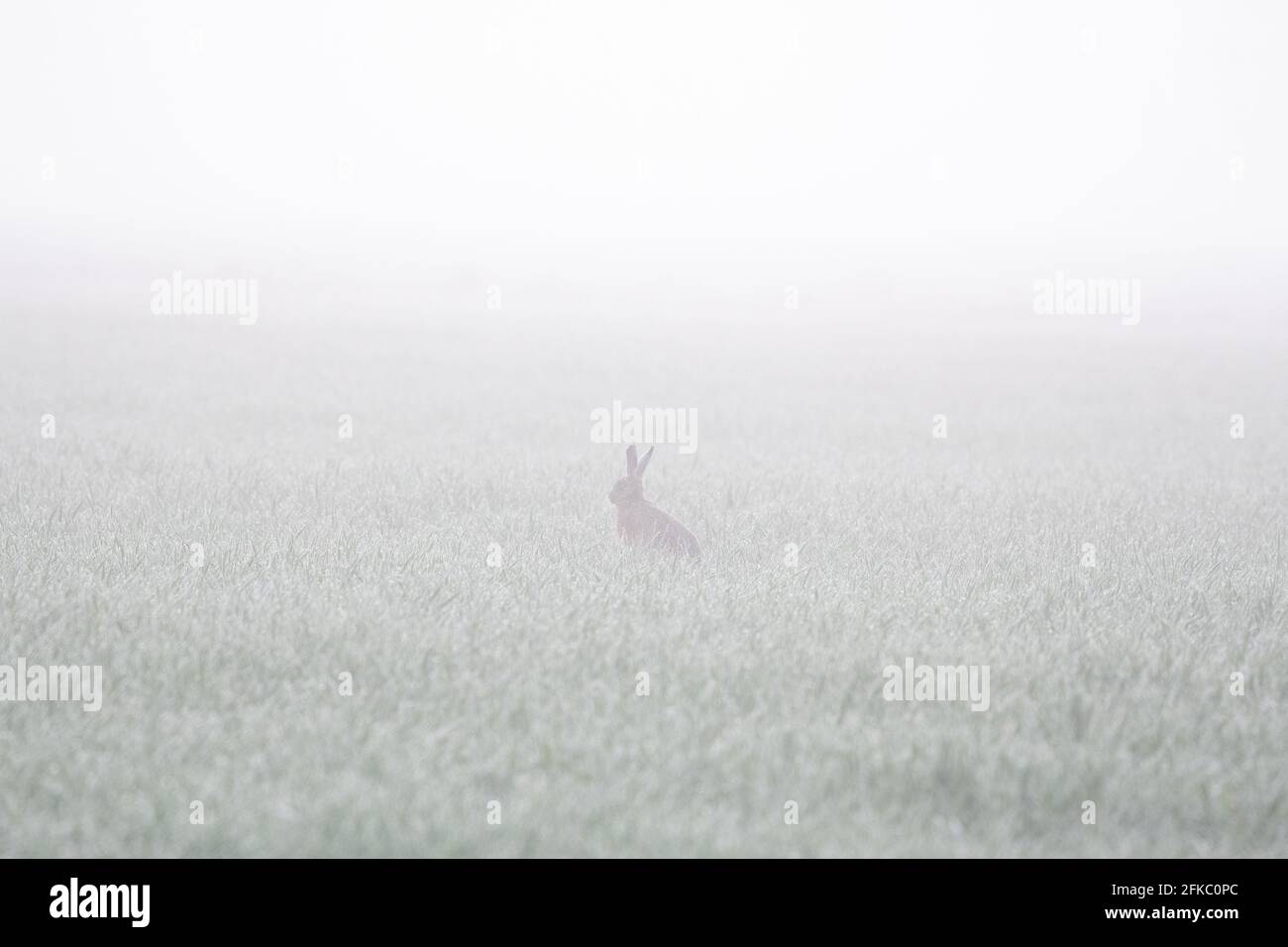Brauner Hain im Nebel - Schottland, Großbritannien Stockfoto