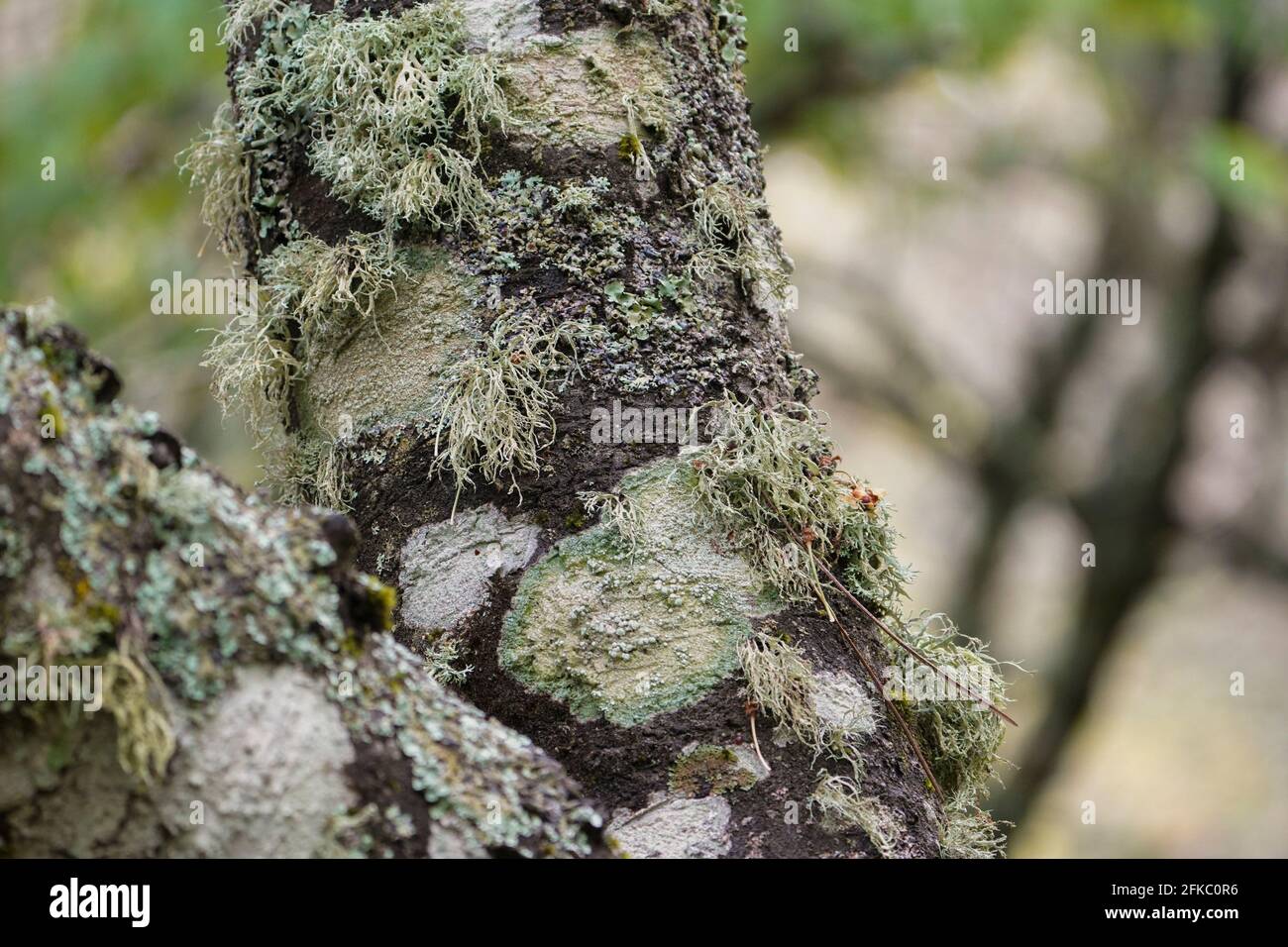 Blattflechten, die auf dem Stamm der Kiefer, Andalusien, Spanien, leben. Stockfoto