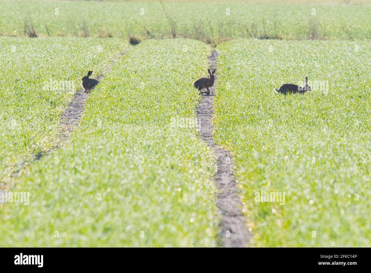 Braune Hasen in jungen Ackerpflanzen - Schottland, Großbritannien Stockfoto