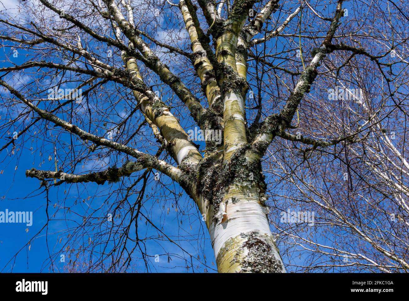 Betula utilis Baum im Winter mit einem blauen Himmel, der allgemein als Himalaya Birke bekannt ist und eine weiße Rinde hat, Stock Foto Bild Stockfoto