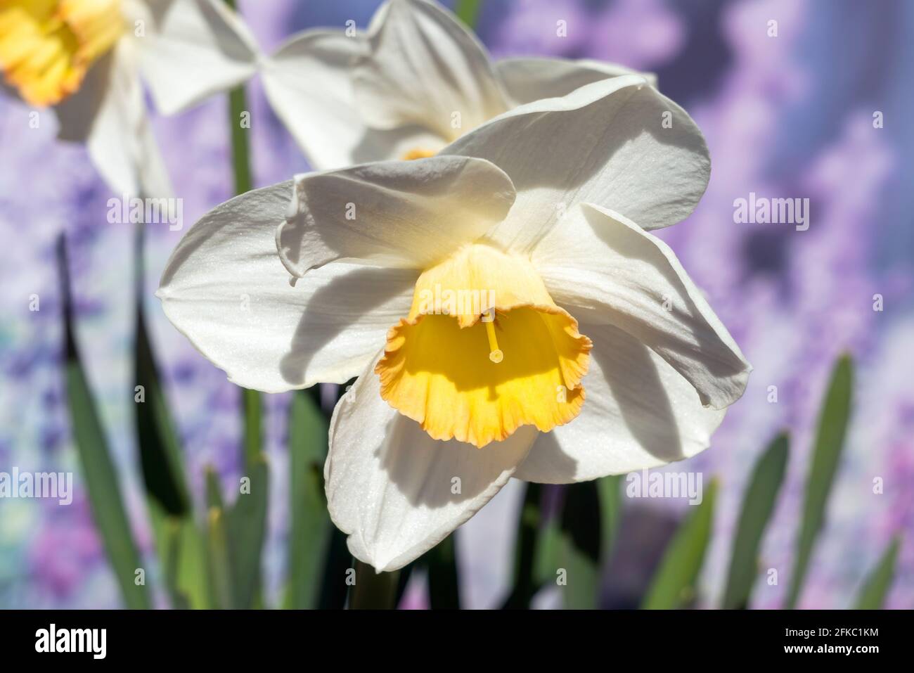 Daffodil (Narcissus) 'June Lake' eine frühlingsblühende Knollenpflanze mit einer weiß gelben Frühlingsblume, Stockfoto Stockfoto