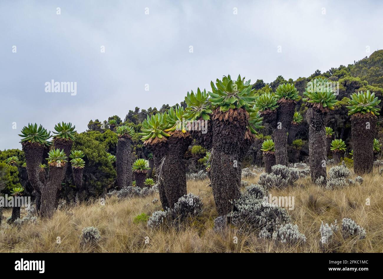 Dendrosenecio kilimanjari - Moorzonen in großer Höhe einzigartige Pflanze. Es ist ein riesiger Grundstein, der auf dem Kilimandscharo in Afrika, Tansania, gefunden wurde Stockfoto