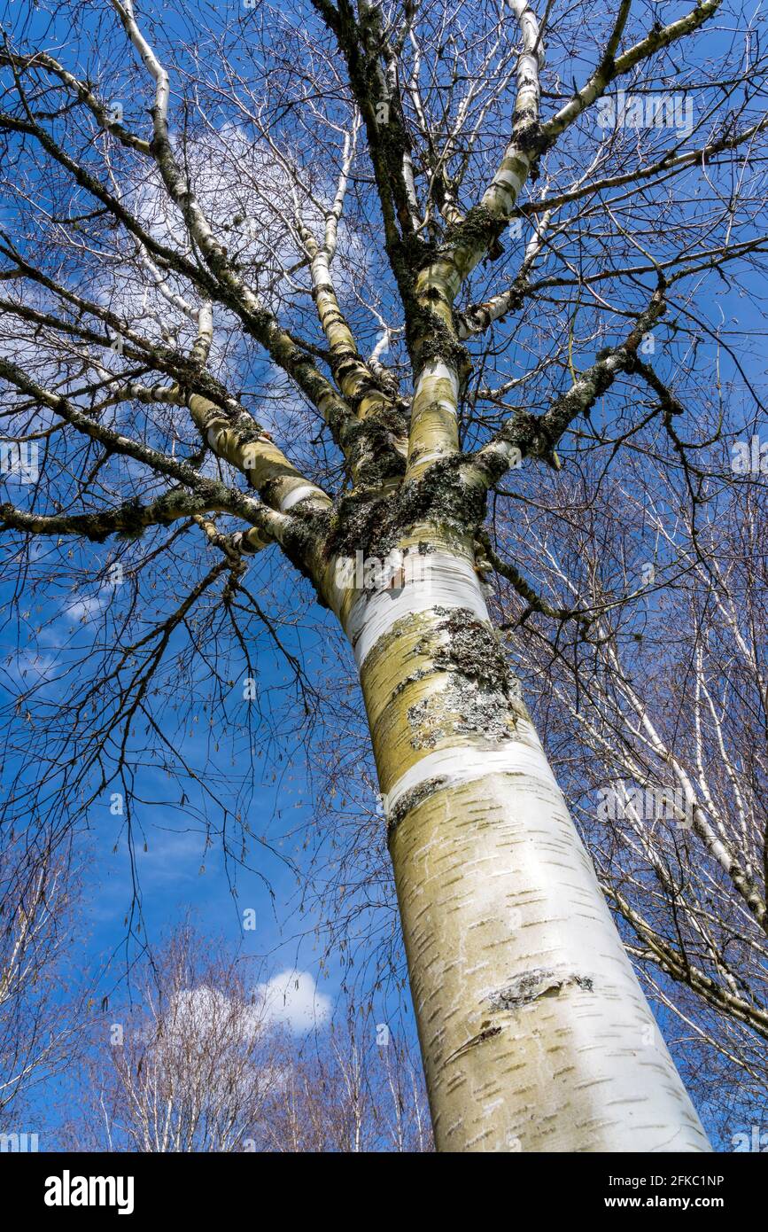 Betula utilis Baum im Winter mit einem blauen Himmel, der allgemein als Himalaya Birke bekannt ist und eine weiße Rinde hat, Stock Foto Bild Stockfoto