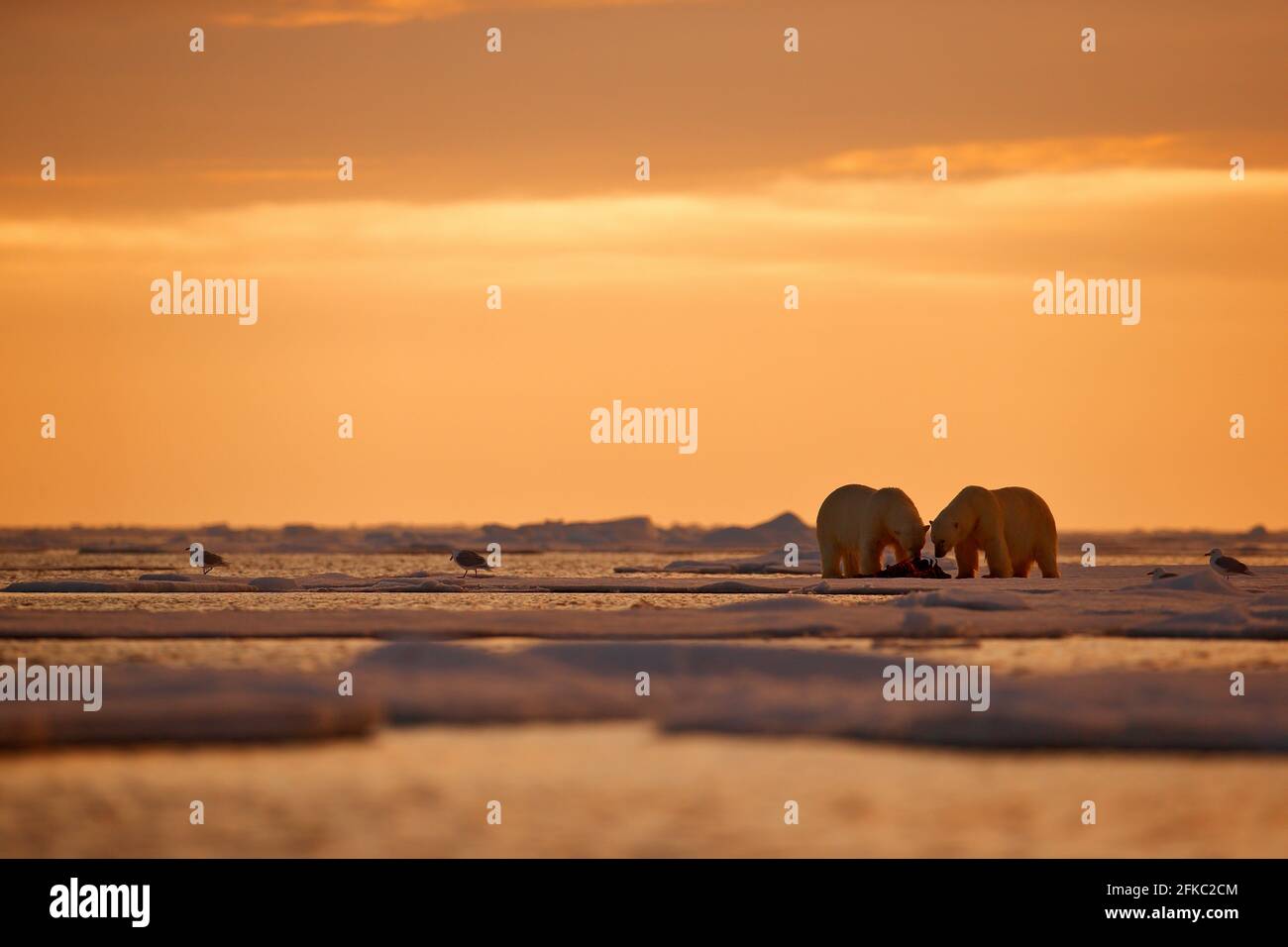 Zwei Eisbären mit abgetöteten Robben. Weißbär füttert auf Drift-Eis mit Schnee, Svalbard, Norwegen. Blutige Natur mit großen Tieren. Gefährliche baer mit Auto Stockfoto