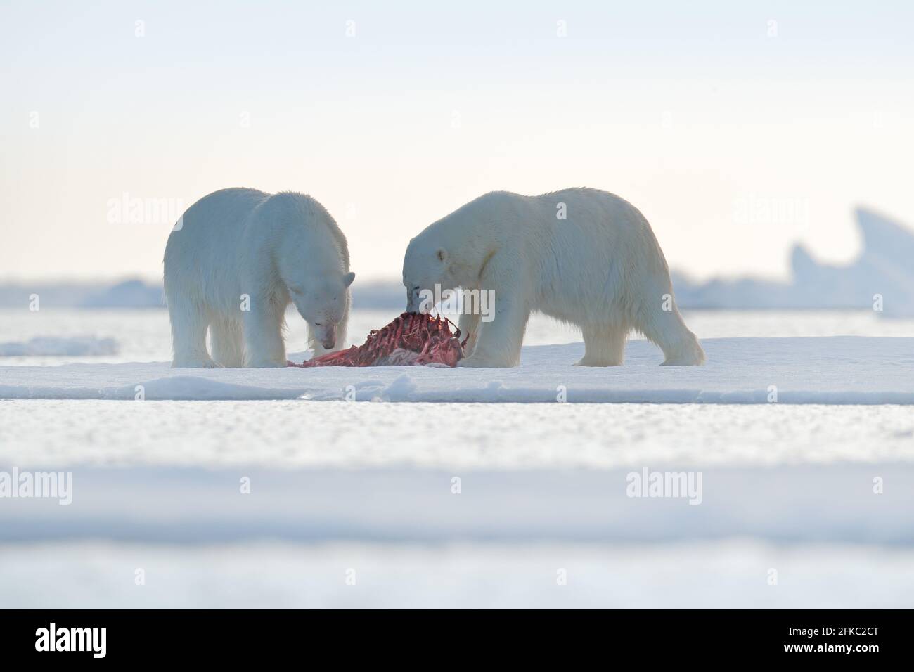Zwei Eisbären mit abgetöteten Robben. Weißbär füttert auf Drift-Eis mit Schnee, Svalbard, Norwegen. Blutige Natur mit großen Tieren. Gefährliche baer mit Auto Stockfoto