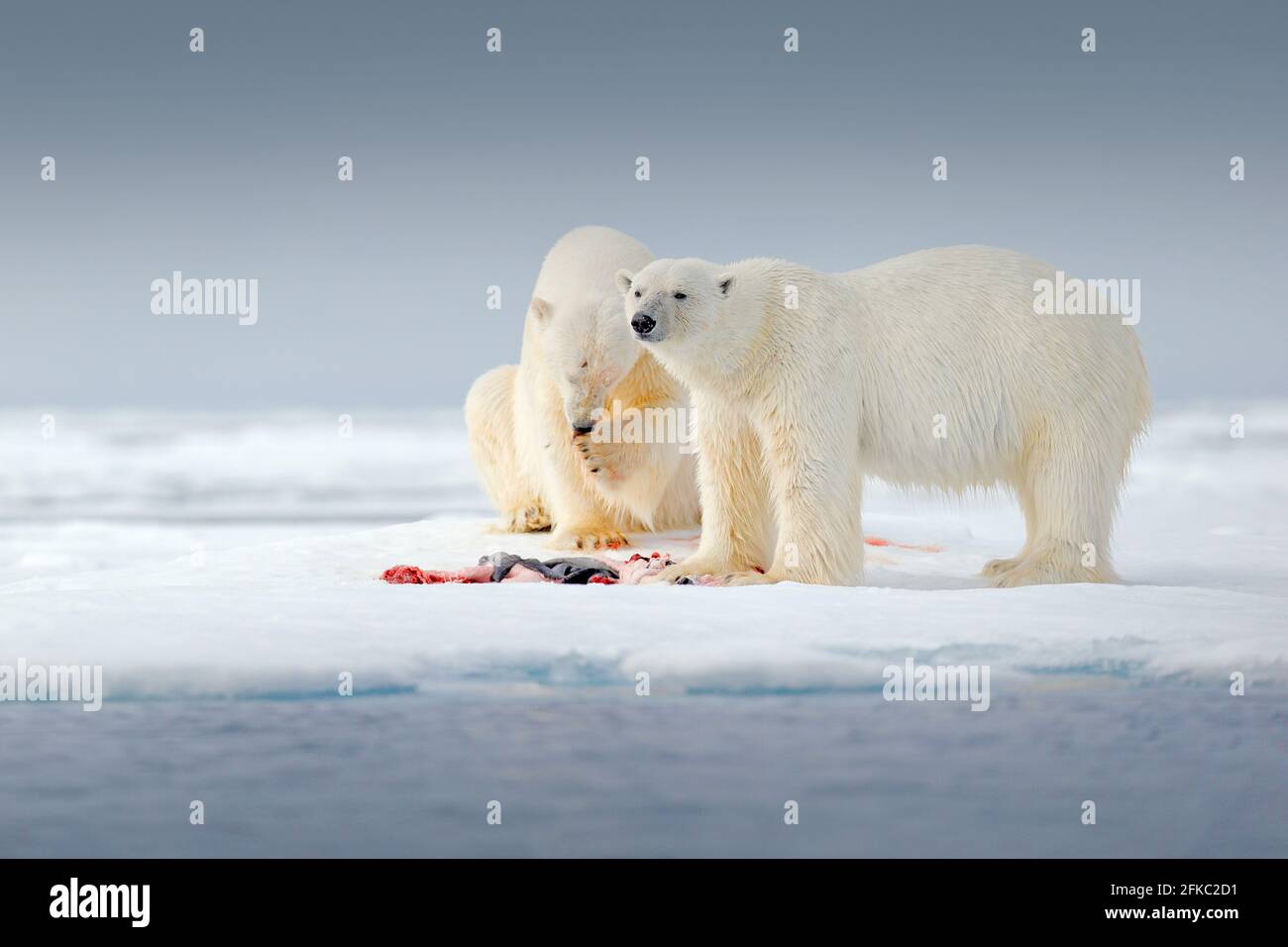 Zwei Eisbären mit abgetöteten Robben. Weißbär, der sich auf Drift-Eis mit Schnee ernährt, Svalbard, Norwegen. Blutige Natur mit großen Tieren. Gefährliches Tier mit c Stockfoto