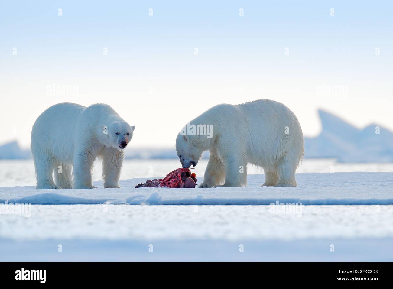 Zwei Eisbären mit abgetöteten Robben. Weißbär füttert auf Drift-Eis mit Schnee, Svalbard, Norwegen. Blutige Natur mit großen Tieren. Gefährliche baer mit Auto Stockfoto