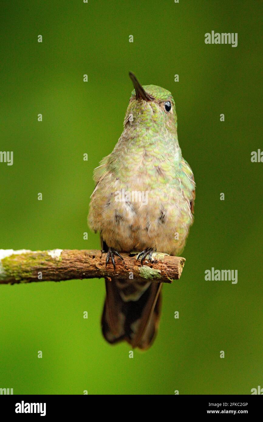 Scaly-breasted Kolibri, Phaeochroa cuvierii, sitzt im Baum Zweig, klar grünen Hintergrund, Boca Tapada, Costa Rica. Wildlife-Szene aus Tropi Stockfoto