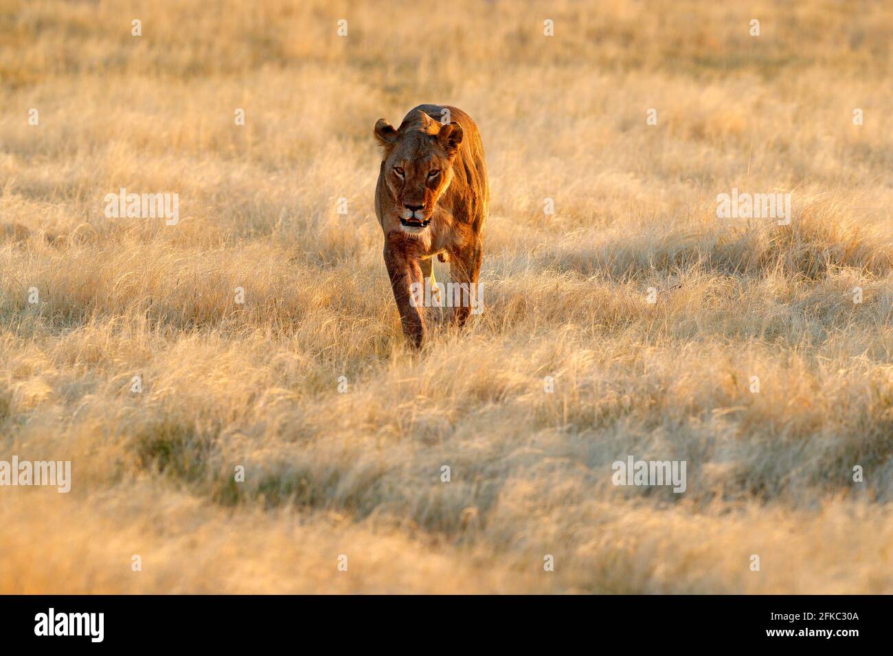 Großer wütender weiblicher Löwe im Etosha NP, Namibia. Afrikanischer Löwe, der im Gras läuft, mit schönem Abendlicht. Wildlife-Szene aus der Natur. Tier in Th Stockfoto