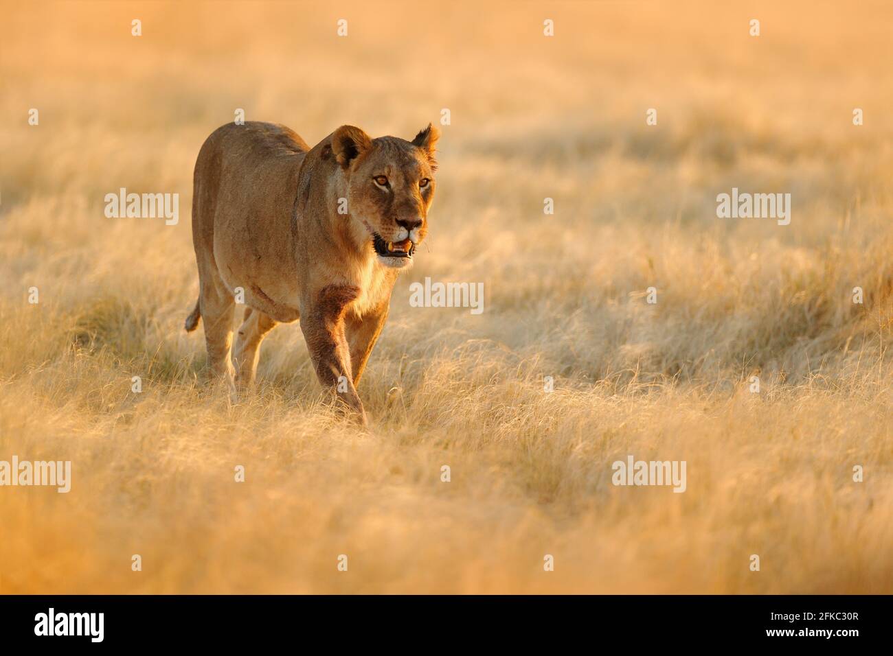 Großer wütender weiblicher Löwe im Etosha NP, Namibia. Afrikanischer Löwe, der im Gras läuft, mit schönem Abendlicht. Wildlife-Szene aus der Natur. Tier in Th Stockfoto