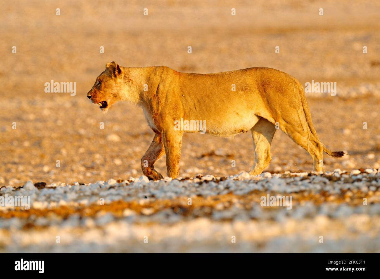 Großer wütender weiblicher Löwe im Etosha NP, Namibia. Afrikanischer Löwe, der im Gras läuft, mit schönem Abendlicht. Wildlife-Szene aus der Natur. Tier in Th Stockfoto