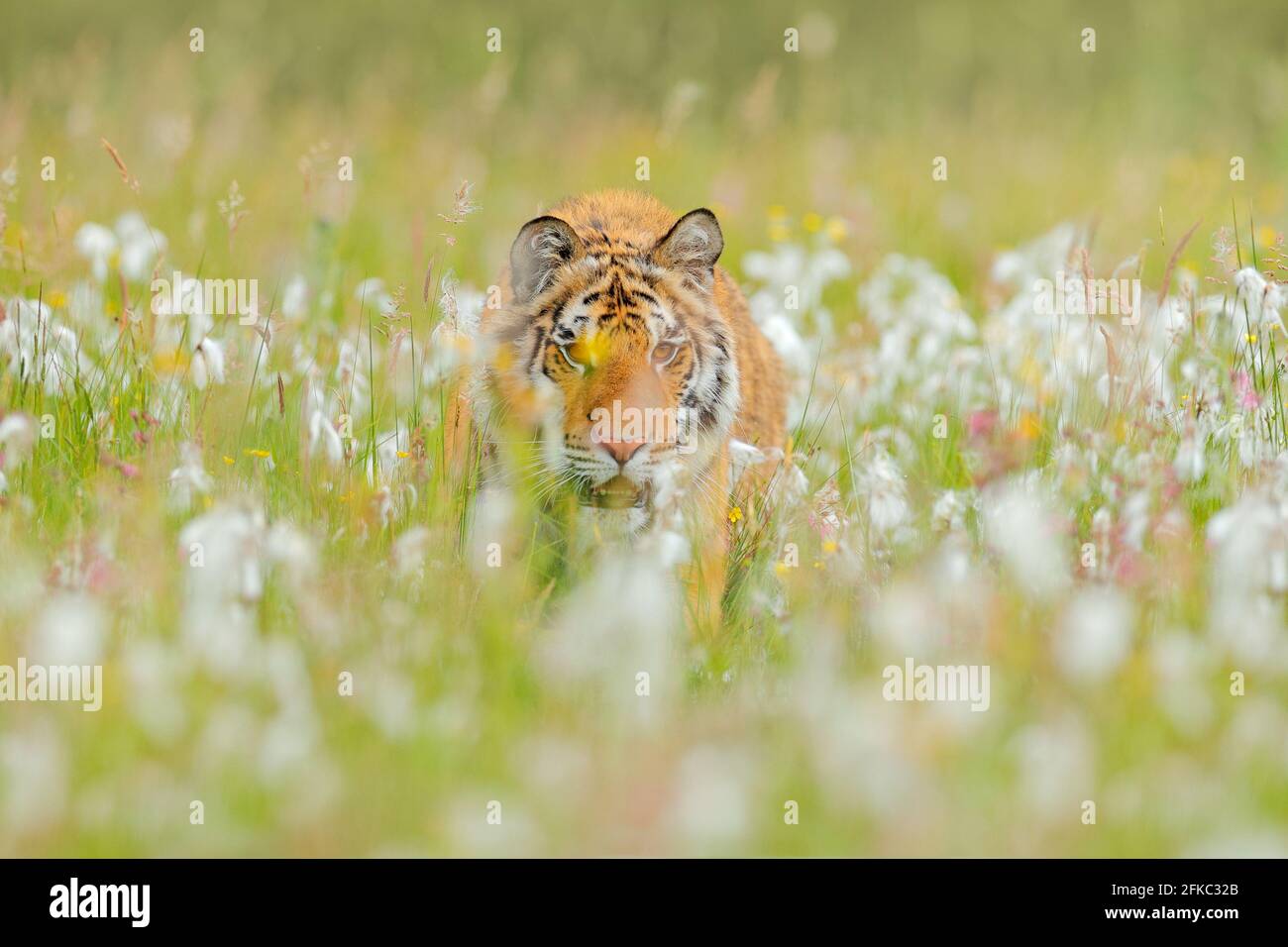 Tiger mit rosa und gelben Blüten. Amur-Tiger gehen im Baumwollgras. Blühende Wiese mit gefährlichen Tieren. Wildtiere aus dem Sommer Russland. Große Katze i Stockfoto