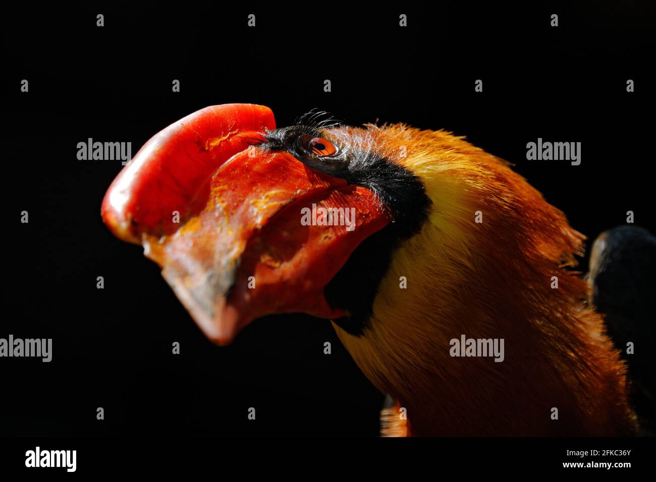 Rufous hornbill, Buceros hydrocorax, Detail Bill Portrait von rarer Bord aus, Philippine in Asien. Philippinischer Hornbill im Lebensraum des dunklen Waldes. Kopf Stockfoto