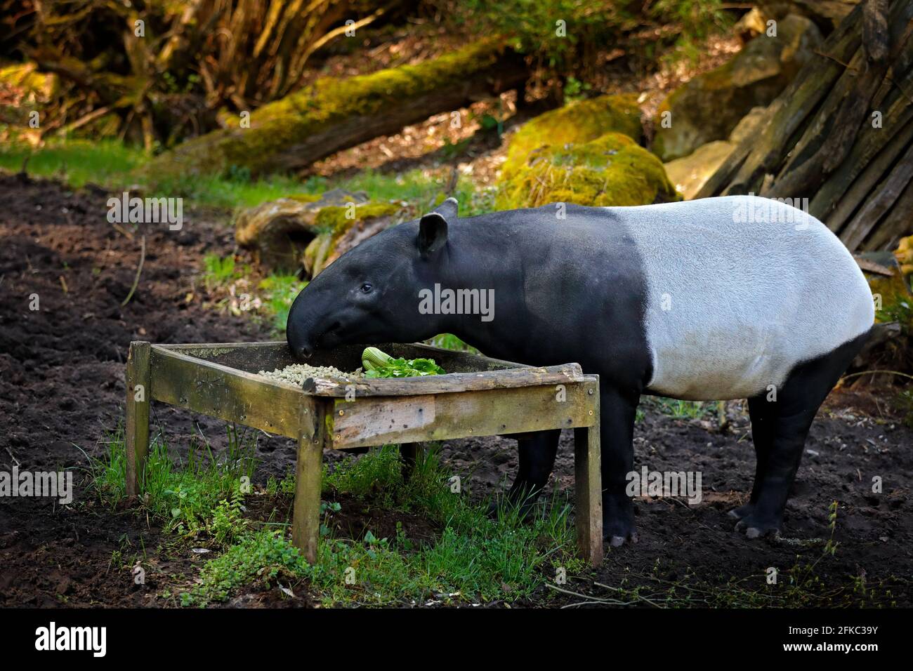Tapir in der Natur. Malaiisch-asiatischer Tapir tapirus indicus, in grüner Vegetation. Tapir-Fütterung, Malaysia. Wildtierszene aus tropischer Natur. Detail portra Stockfoto