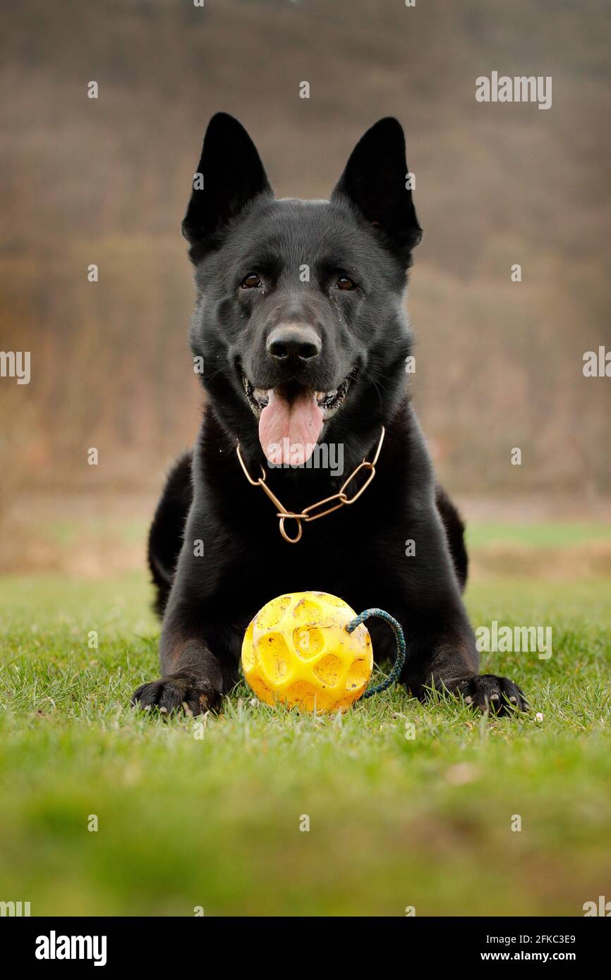 Schwarzer Hund mit gelber Kugel im grünen Gras. Deutscher Schäferhund, ist eine Rasse von großen Arbeitshund, die ihren Ursprung in Deutschland, sitzt im Grünen Stockfoto