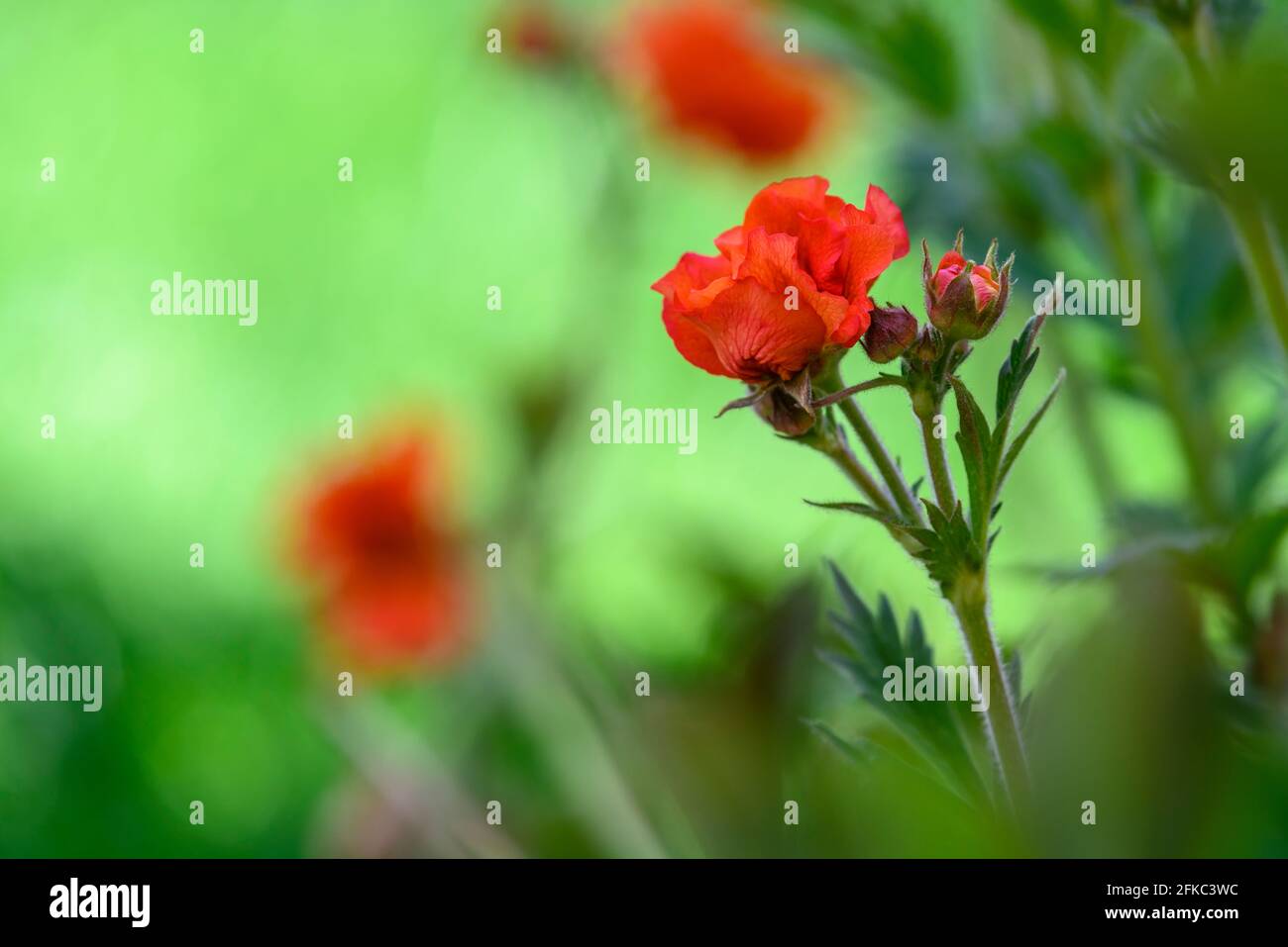 Leuchtend rote Geum Blume. Geums (oder Avens) sind Mitglieder der Familie Rose (Unterfamilie Rosoideae) Stockfoto