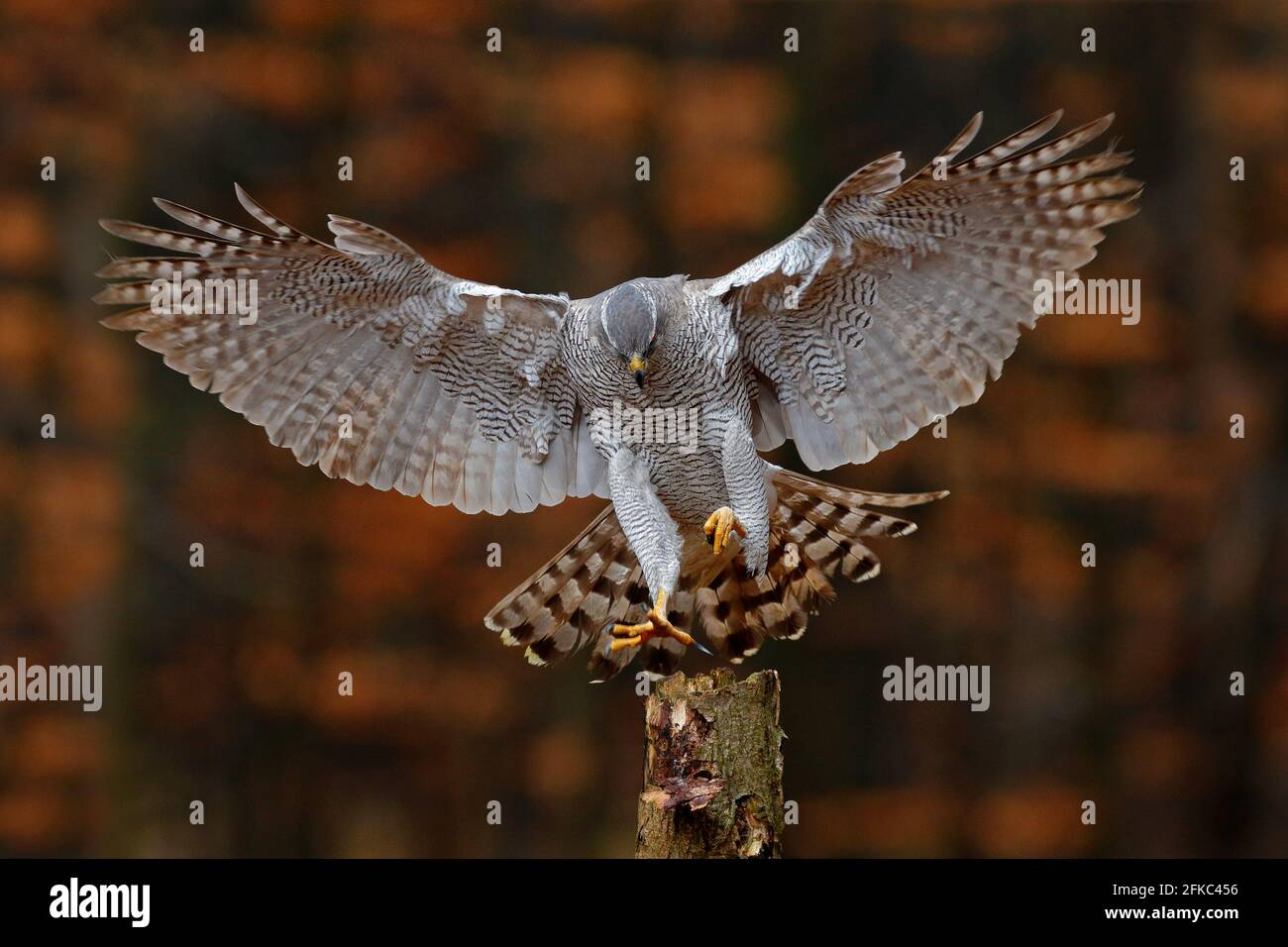 Habicht fliegen, Greifvogel mit offenen Flügeln mit Abendsonne zurück Licht, Naturwald Lebensraum, Deutschland. Wildlife-Szene aus der herbstlichen Natur. Vogelfliegen Stockfoto