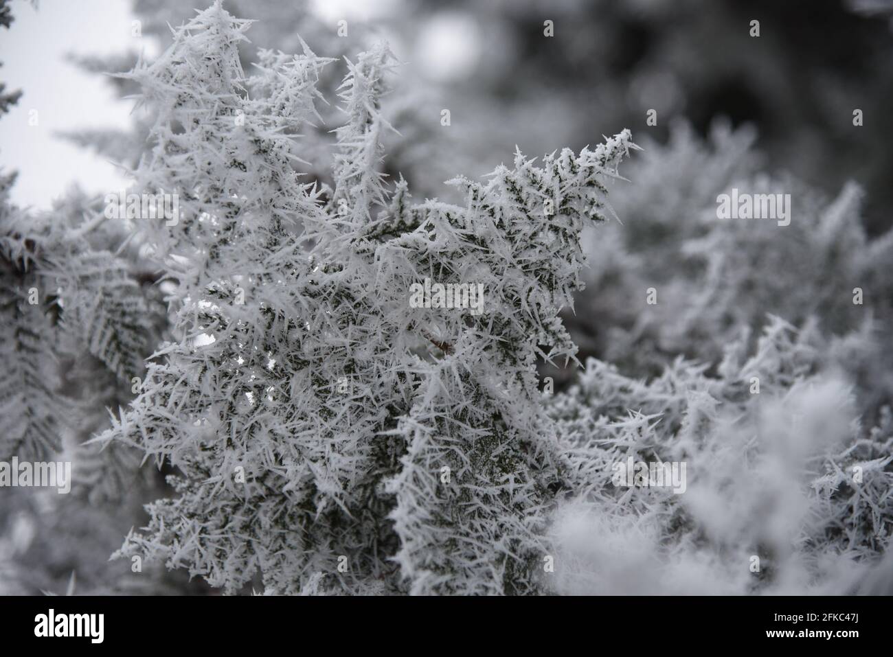 Weißer Reifkristall auf einem Thuja-Zweig in einem Park, der in Százhalombatta, Pest megye, Ungarn, aufgenommen wurde Stockfoto