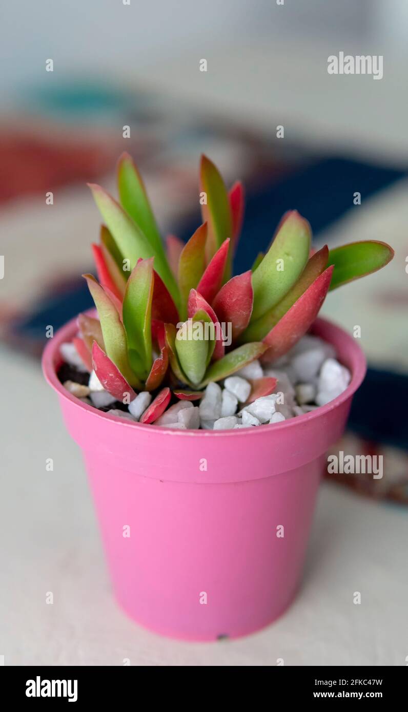 Nahansicht einer kleinen bunten Sukkulente in einem kleinen rosa Topf. In Innenräumen auf einem Tisch platziert. Stockfoto