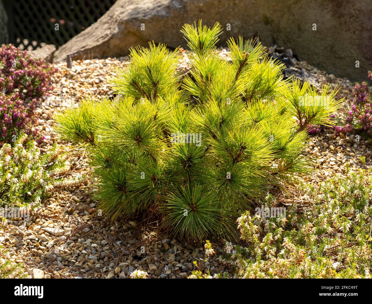 Zwergkiefer Pinus strobus Radiata in einem Steingarten Stockfoto Zwergkiefer Pinus strobus Radiata in einem Steingarten Stockfoto