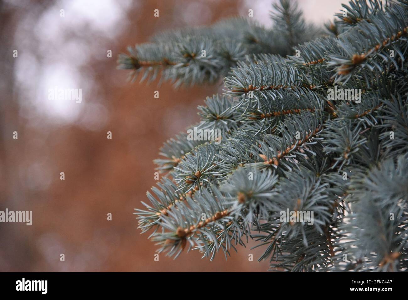 Blaue Fichte (Picea pungens) in einem Park, der in Százhalombata, Pest megye, Ungarn aufgenommen wurde Stockfoto