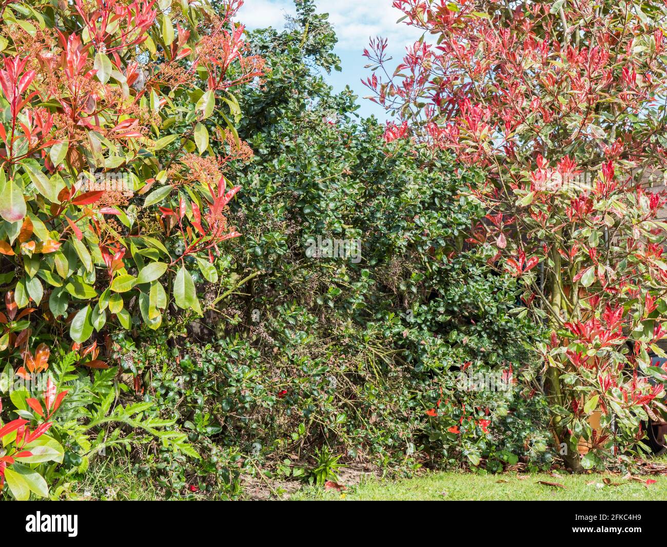 Rosa und grüne Blattsträucher. ‘Roter Robin’ auf der linken Seite (Photinia fraseri), ‘Rosafarbenes Marmor’ (Photinia cassini) auf der rechten Seite. Das Zentrum ist nicht blühend, kalifornischer Flieder. Stockfoto