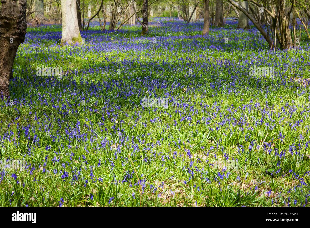 Englisch Bluebell, hyazinthaceae non-scripta, spring time, Bourne Woods, Lincolnshire, England. Stockfoto