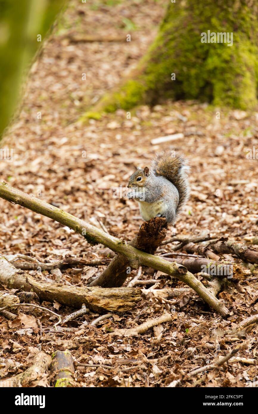 Schwanger Graues Eichhörnchen, Sciurus carolinensis, sitzend auf einem Baum, essend., Bourne Woods, Lincolnshire, England. Stockfoto