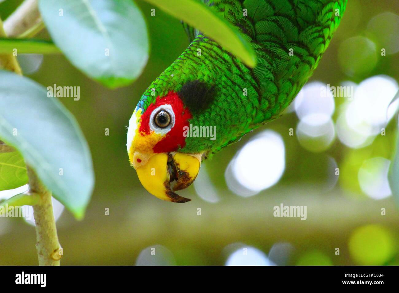 Papagei Juan 1 Stockfoto