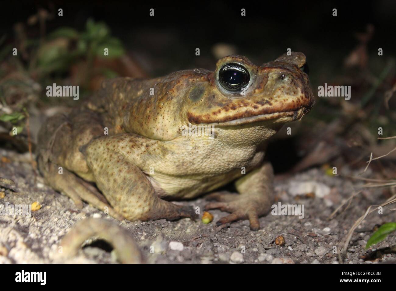 Cane Toad Stockfoto