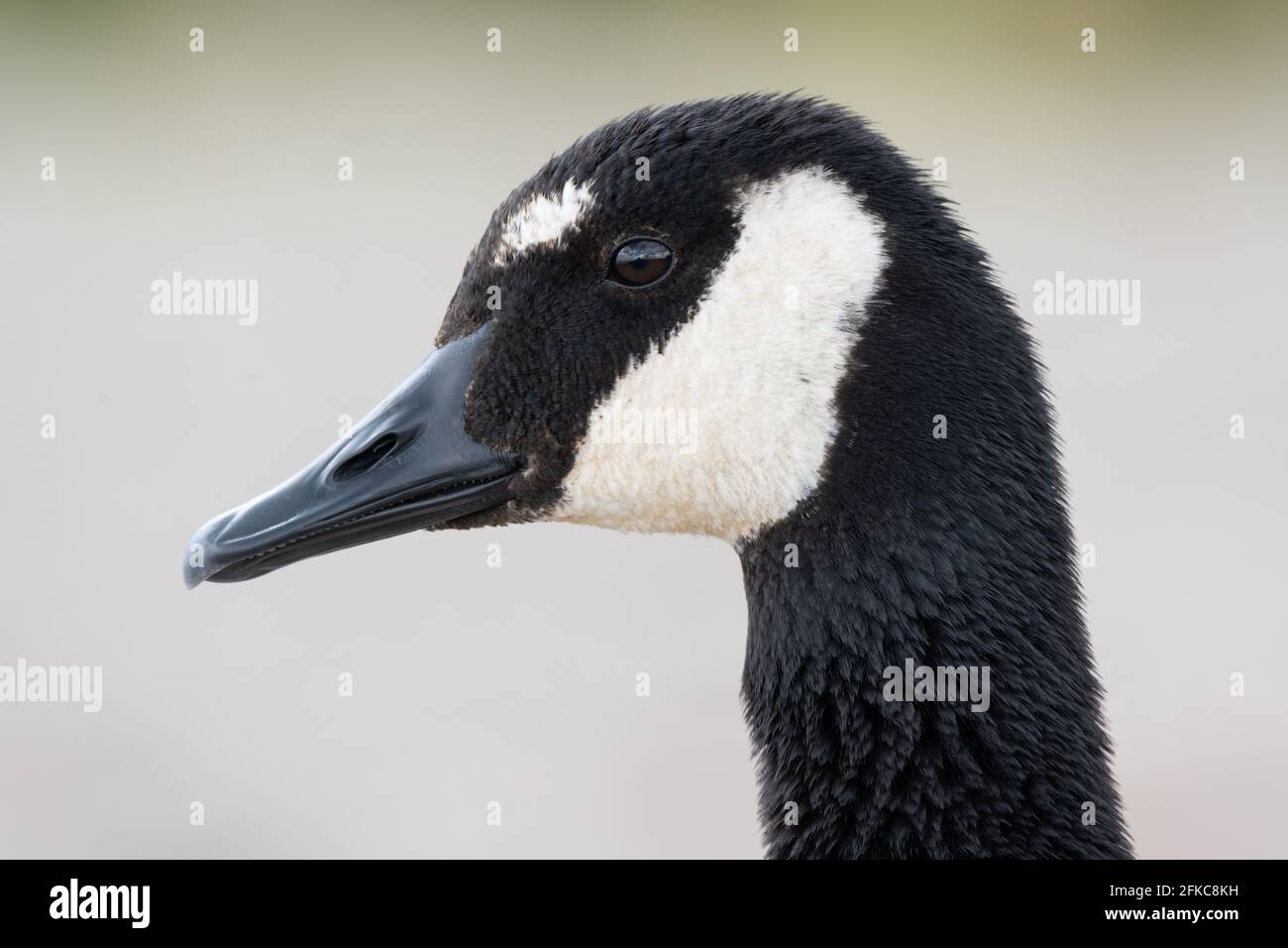 Eine kanadische Gans mit abnormen weißen Markierungen auf der Stirn im Lynde Shores Conservation Area in Whitby, Ontario. Stockfoto