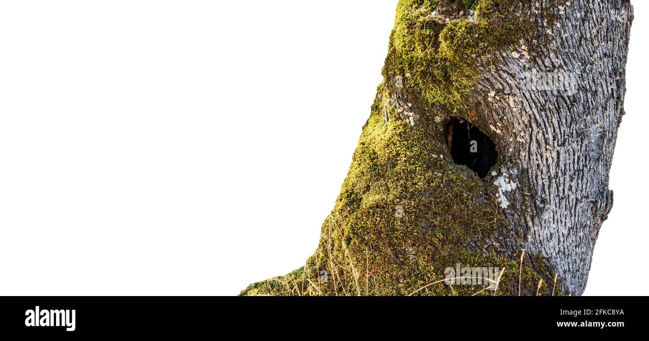Baum mit Moos und Loch gegen Weiß Stockfoto