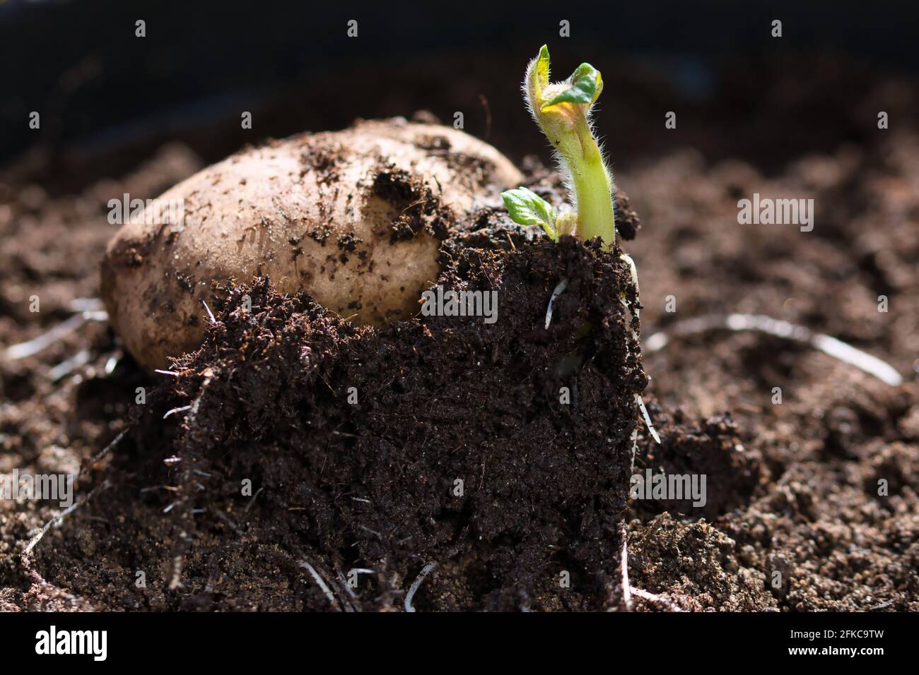 Keimender Kartoffelkeimling der frühen Rosenblütenart, kleine grüne Triebe mit haarigen Blättern und weißen Wurzeln, die aus der Samenkartoffel kommen Stockfoto