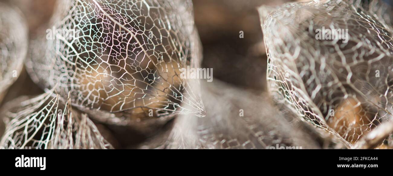 Abstrakter Webbanner-Hintergrund mit Macro physialis Fruit trocken verwitterter Husk Lace-Textur, ein Konzept für die Vergehen von Zeit und Fragilität des Lebens Stockfoto