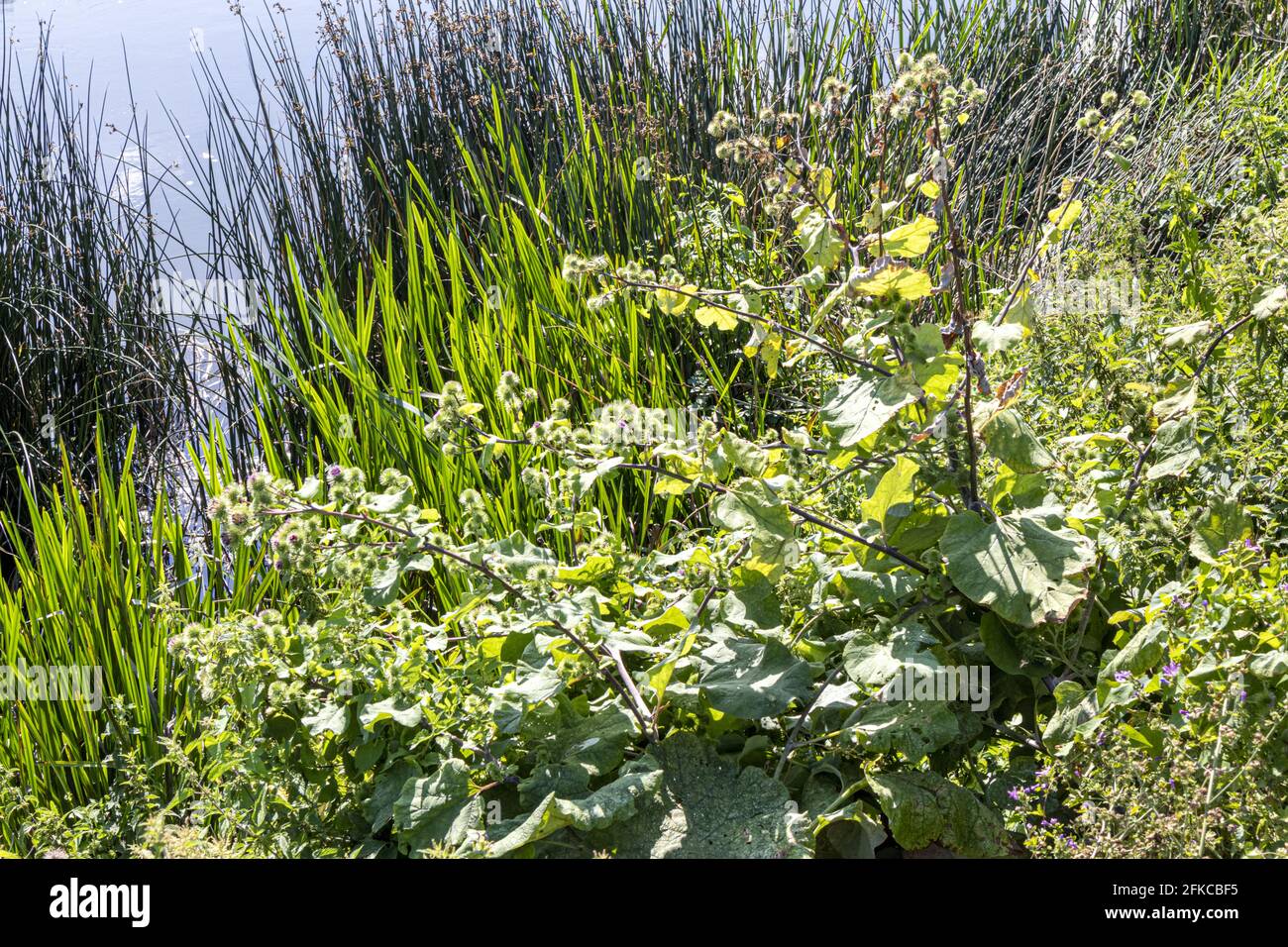 Üppiges Laub am Ufer des Flusses Avon in Fladbury, Worcestershire, Großbritannien Stockfoto